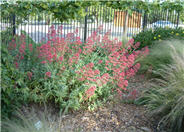 Centranthus ruber