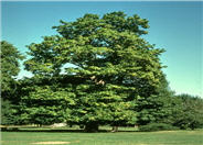 Western Catalpa; Northern Catalpa