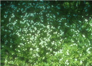 Sweet Woodruff