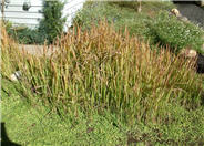 Imperata cylindrica 'Rubra'