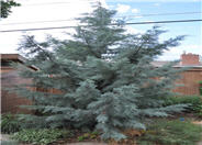 Cupressus arizonica