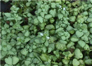 Lamium maculatum