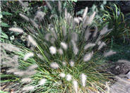 Pennisetum alopecuroides 'Little Bunny'