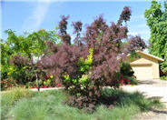 Cotinus coggygria 'Royal Purple'
