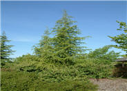 Cedrus deodara
