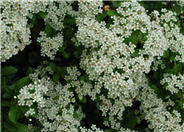 Pyracantha 'Lalandei'