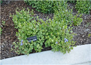Ceratostigma plumbaginoides