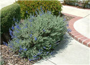 Salvia chamaedryoides