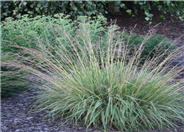 Pennisetum alopecuroides 'Hameln'