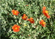 Rock Rose