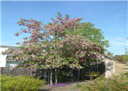 Robinia  'Idaho'