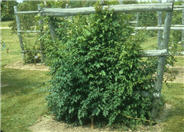 Trumpet Creeper
