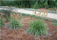 Torchlily