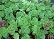 Sedum spathulifolium