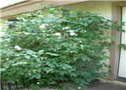 Western Mockorange
