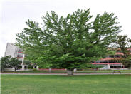 Silver Maple