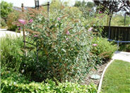 Butterfly Bush