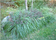 Moudry Fountain Grass