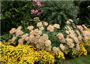 Autumn Joy Sedum