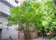 Honeylocust