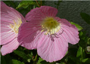 Siskiyou Mexican Evening Primrose
