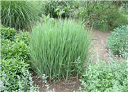 Panicum virgatum 'Heavy Metal'