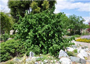 Corylus avellana 'Contorta'