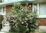 Rose-of-Sharon