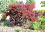 Purple Smoketree