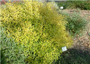 Worchester Gold Caryopteris