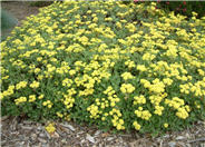 Sulfur Buckwheat