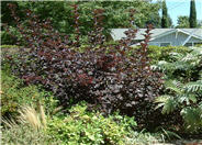 Physocarpus opulifolius 'Monlo'