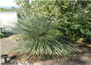 Soaptree Yucca
