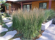 Calamagrostis acutiflora 'Karl Foerster'