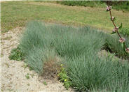 Schizachyrium scoparium 'The Blues'