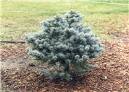 Dwarf Globe Blue Spruce