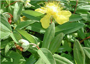 Creeping St. Johnswort, Aaronsbeard