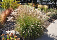 Miscanthus sinensis 'Adagio'