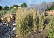 Overdam Reed Grass