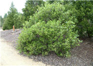 Greenleaf Manzanita