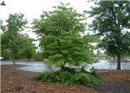 Cercis canadensis