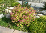 Goldflame Spirea