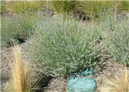 Grosso French Lavender