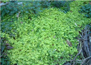 Lysimachia nummularia