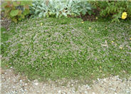 Thymus praecox ssp. arcticus