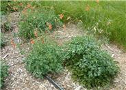 Western Columbine