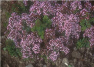 Origanum vulgare