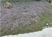 Thymus 'Victor Reiter'