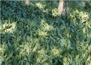 Convallaria majalis