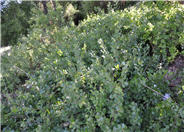 Gro-low Fragrant Sumac